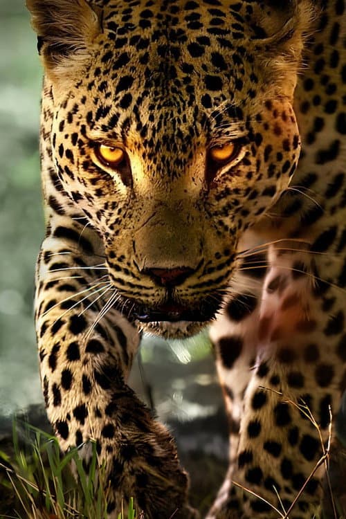 Living with Leopards still 7