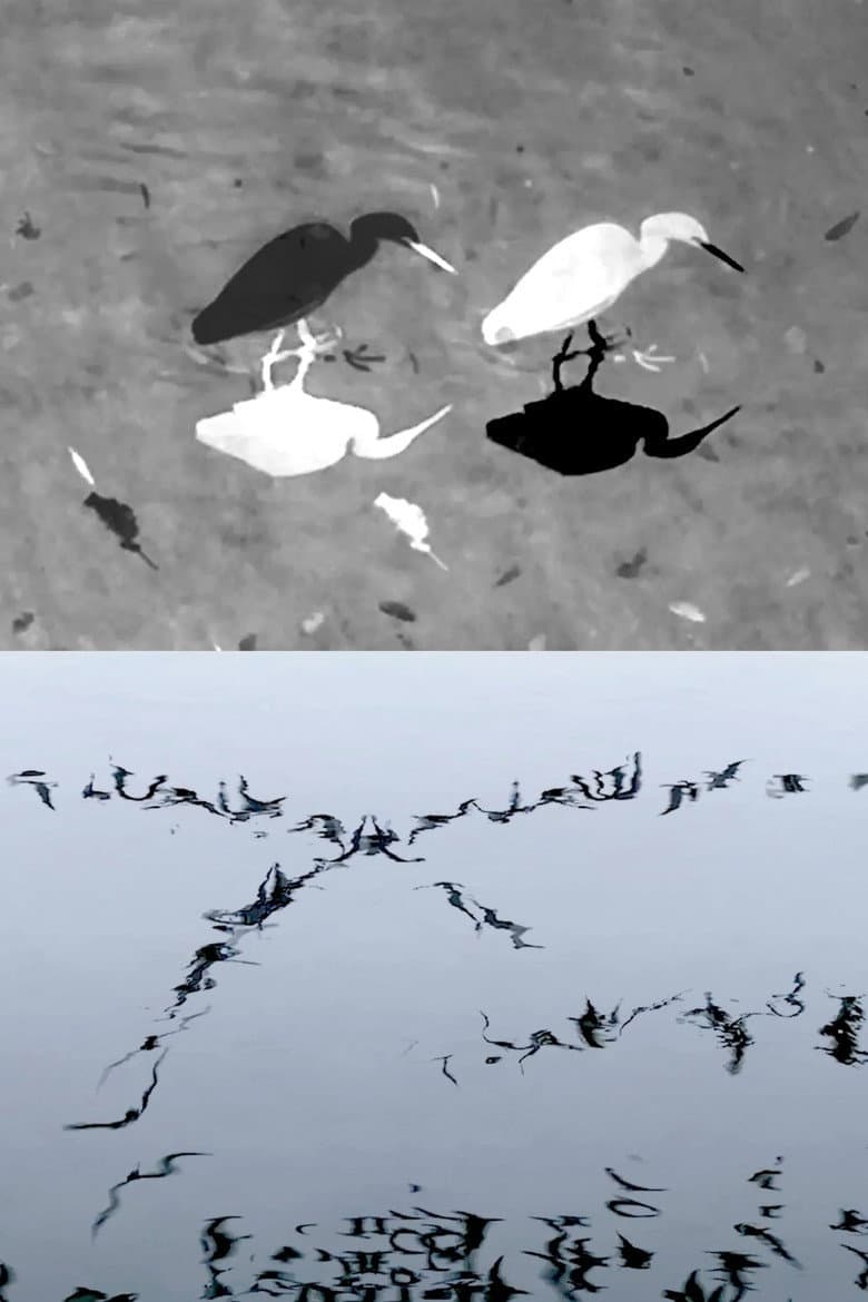Animal Studies Preview: Egret, Seagull, Swans & More